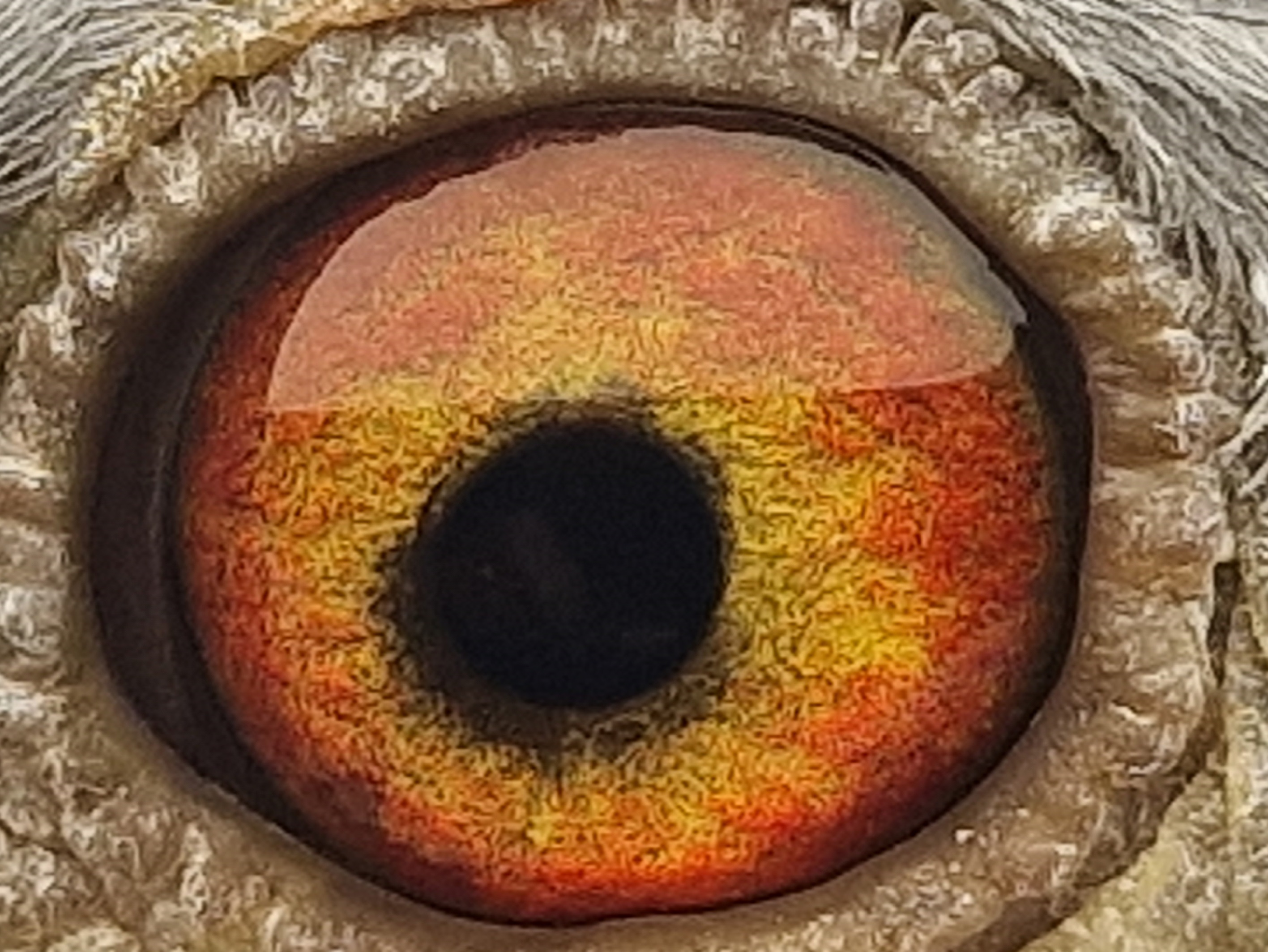Pigeon eye